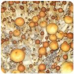 Псилоцибиновые (галлюциногенные)  грибы Psilocybin "Golden Teacher" в Горнозаводске