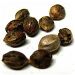 Семена марихуаны АК-47  (Seeds AK-47) в Горнозаводске